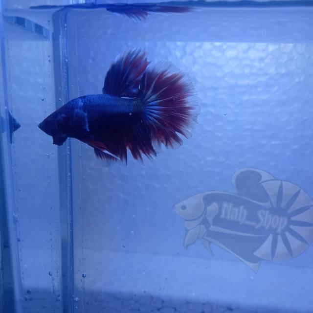 Ikan cupang baby giant dumbo ear
