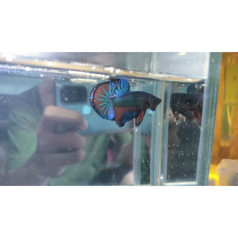Cupang Fancy line Hellboy