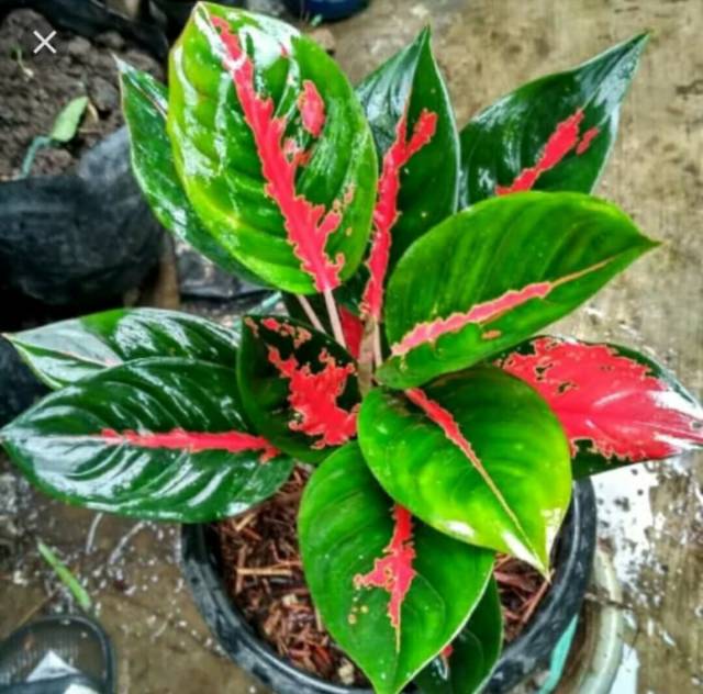 KILAP Leaf Shine Pengkilap daun Aglonema Sansivera Kuping Gajah