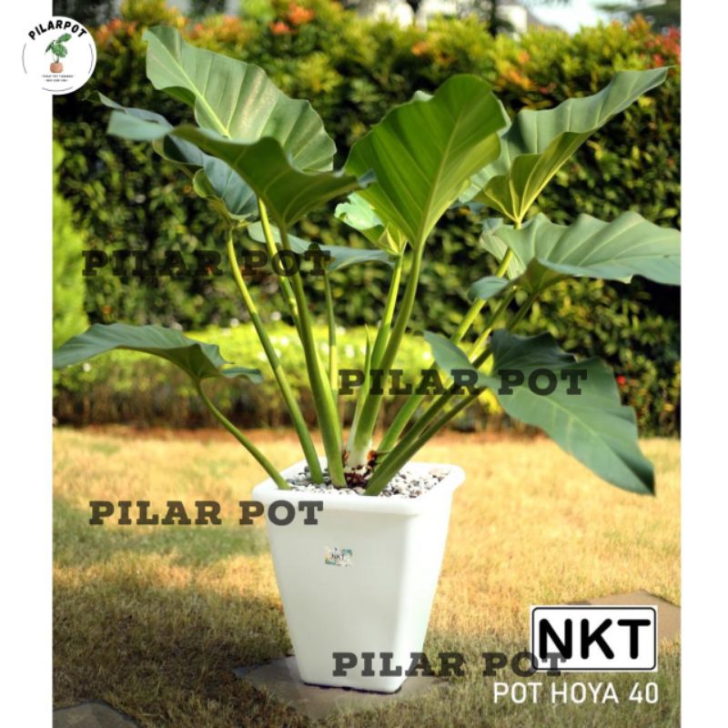 pot bunga tanaman kotak tinggi HOYA 40 PUTIH diameter 31cm - NKT HOYA