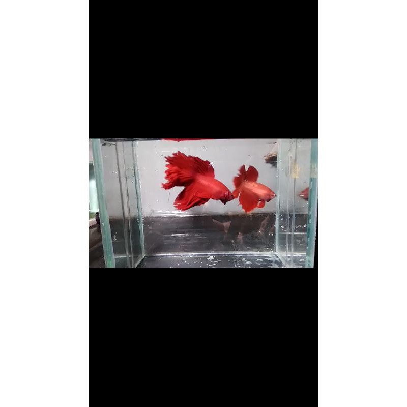 cupang super red sepasang