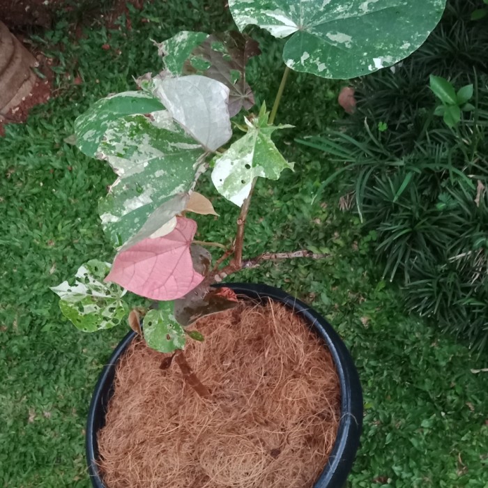 tanaman waru variegata/pohon waru variegata/tanaman hias waru