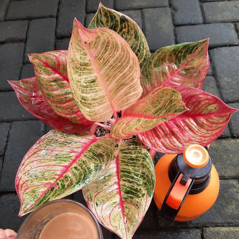 Aglaonema dewi huges /Aglonema dewi huges florist nursery / Aglonema dewi huges (Tanaman hias aglaonema dewi huges) - tanaman hias hidup - bunga hidup - bunga aglonema - aglaonema merah - aglonema merah - aglaonema import - aglaonema murah