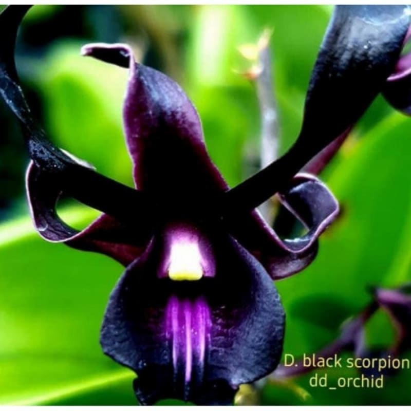 Seedling Anggrek Dendrobium Hybrid Black Scorpion - Tanaman Hias