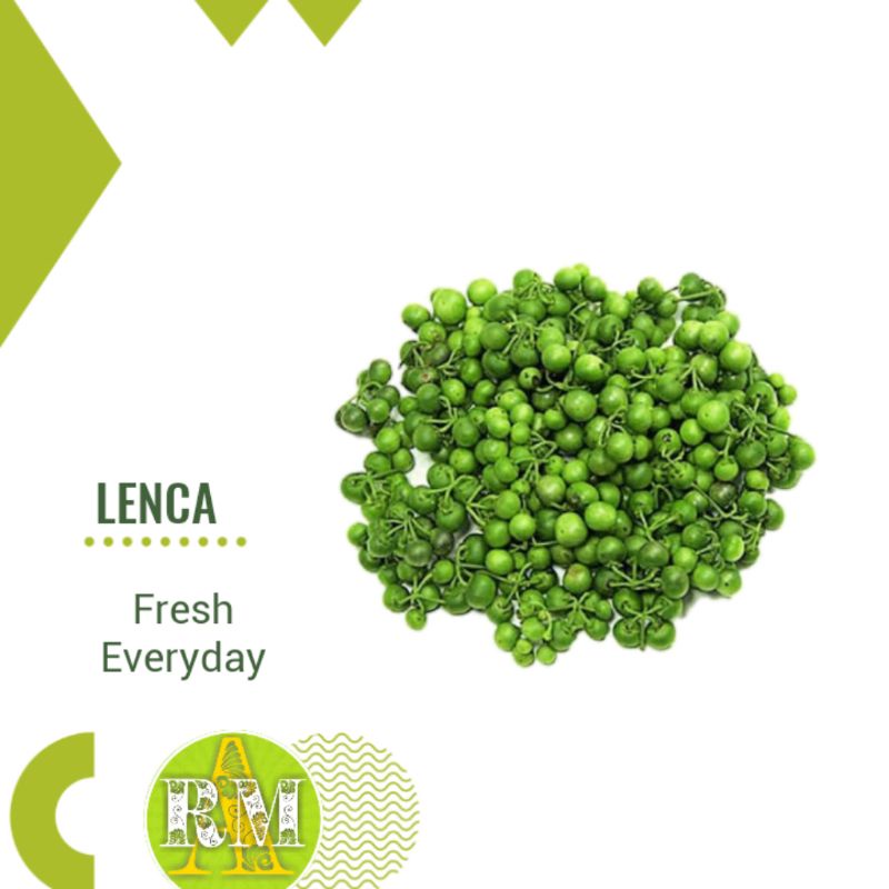 

LENCA SEGAR