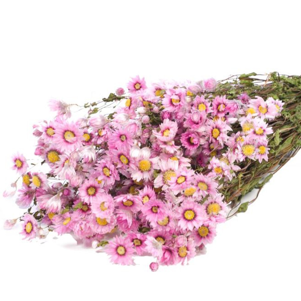 Dried Flower Rodanthe Bunga kering impor