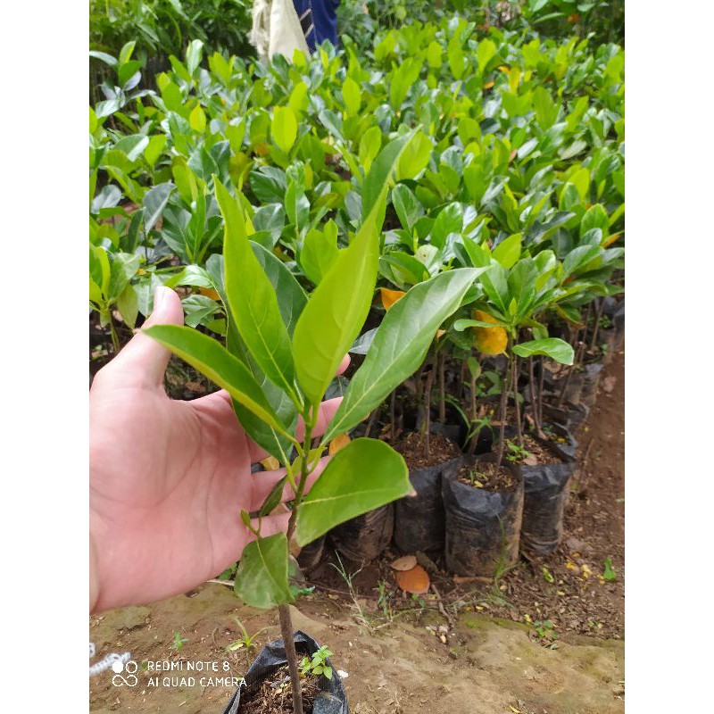 

nangka merah