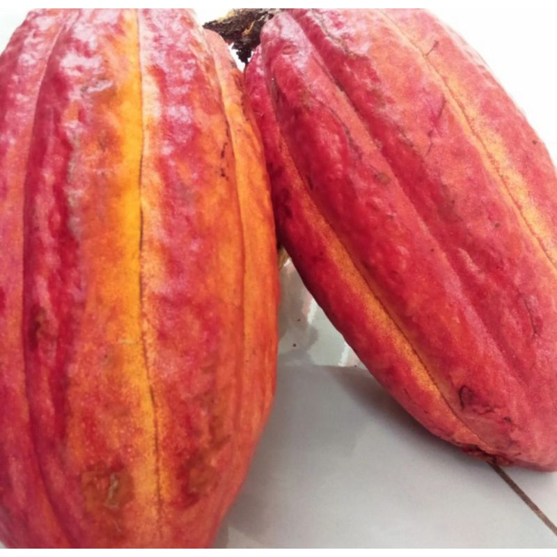 

buah coklat matang 1kg