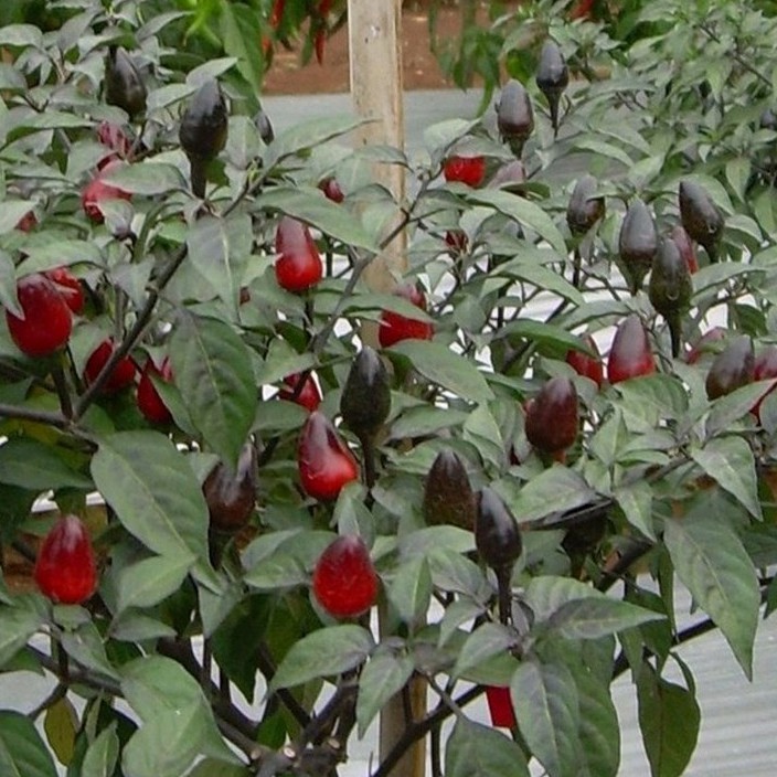 BS-BYL Bibit Cabe Hias Pelangi Benih Tanaman Sayuran Cabai Carolina Reaper Merah Bolivian Rainbow Katokkon Numex Giant Raksasa Sweet Italian Ungu Hitam-CH MUNGIL UNGARA