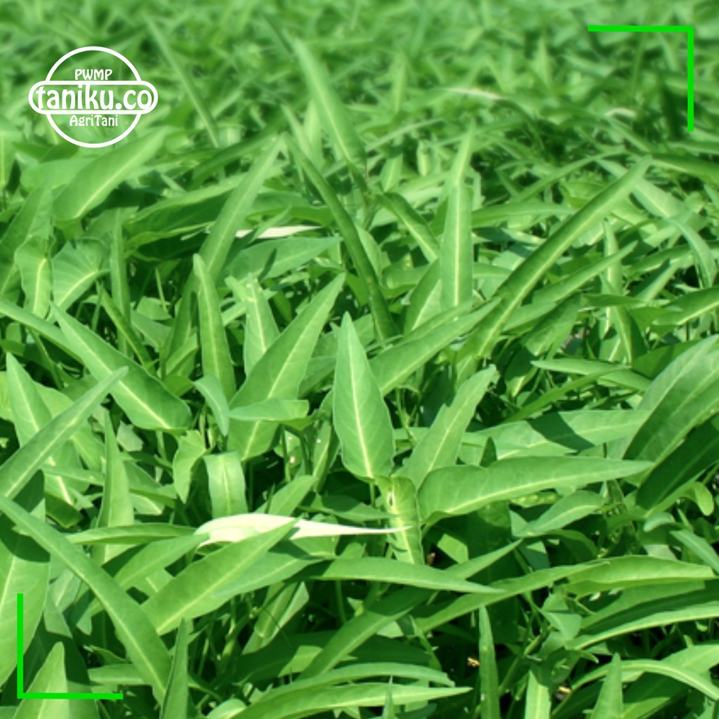 6 Paket Benih Sayuran dan Buah Buahan Kualitas Tinggi Benih Bunga Benih Buah Buahan Benih Cabe Rawi