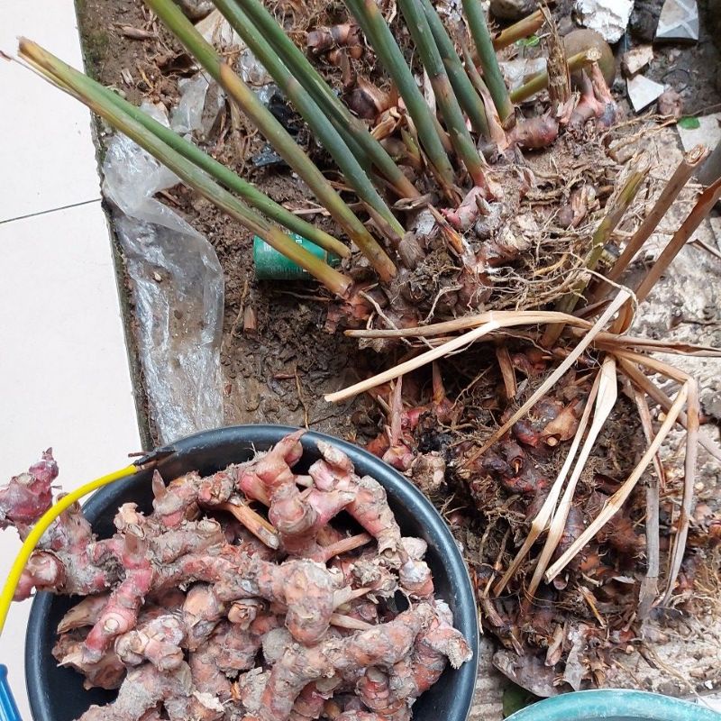 

Lengkuas