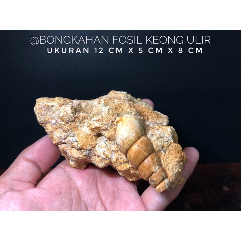 Bongkahan Fosil Keong Natural B37 atau Fosil Kerang atau Batu Langka Temuan