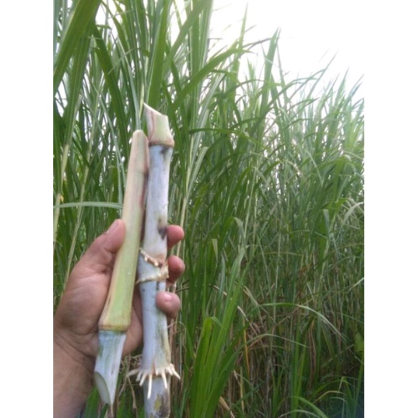 Bibit rumput pakan sapi packhong 2kg Packhong atau rumput gajah