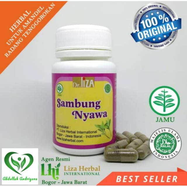 

Herbal Amandel Radang Tenggorokan Herbal SAMBUNG NYAWA isi @40 Kapsul Produk Lisa Herbal International