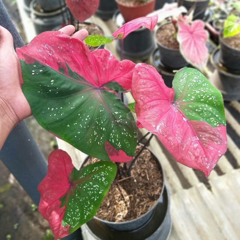 BISA COD)Tanaman Hias Caladium Baret/Bunga Hias kaladium Baret/Keladi Merah/Kaladi Baret Murah/Talas