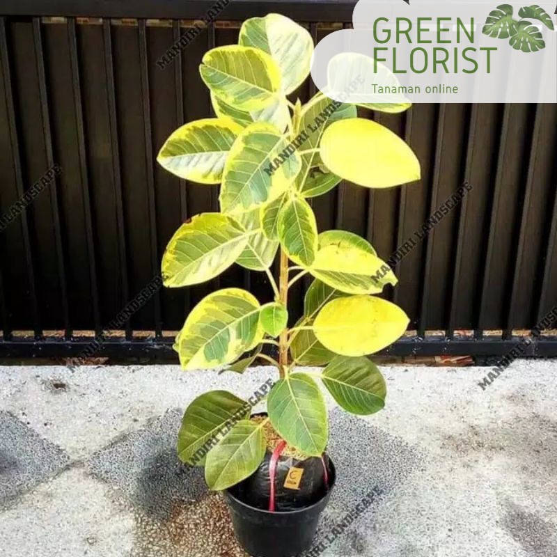 pohon karet kebo kuning-karet kebo golden