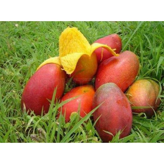 Bibit Mangga Yuwen