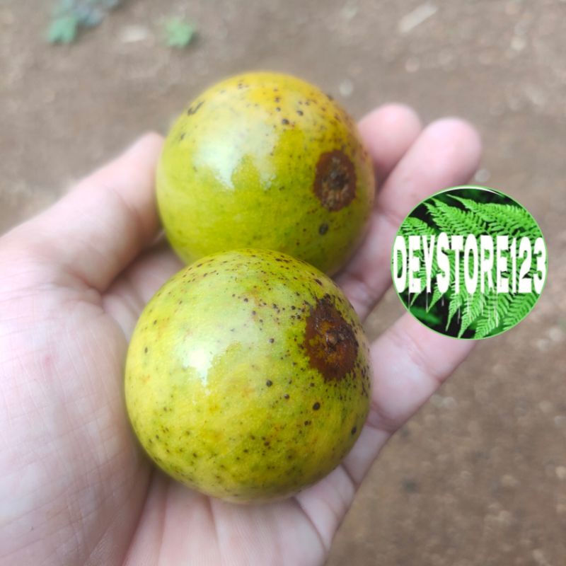 

Jual Buah campoleh/buah Alkesa sawo hutan per 1 kg