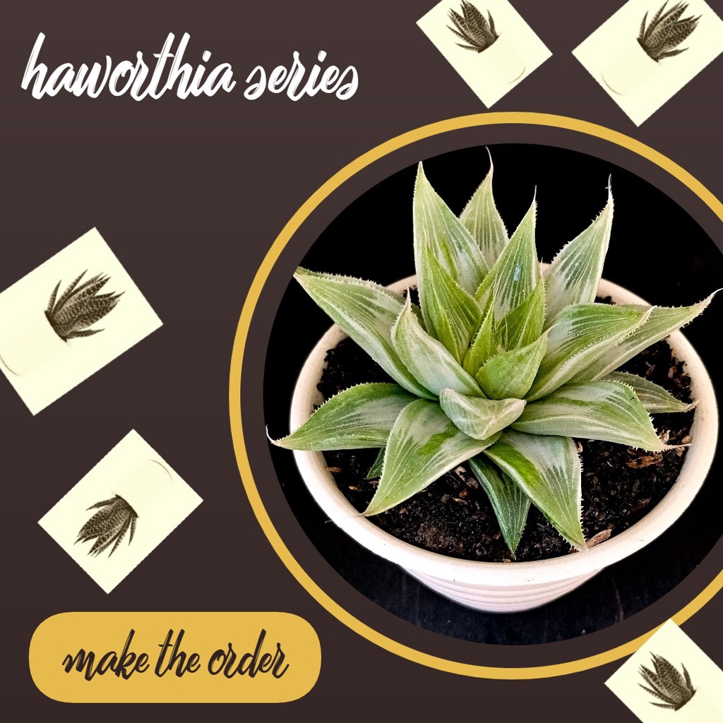 Jual Kaktus Sukulen Bunga Tanaman Hias Hidup Haworthia Series Shopee Indonesia