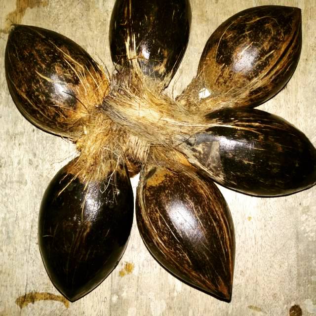 Bahan bonsai kelapa Minion size 4