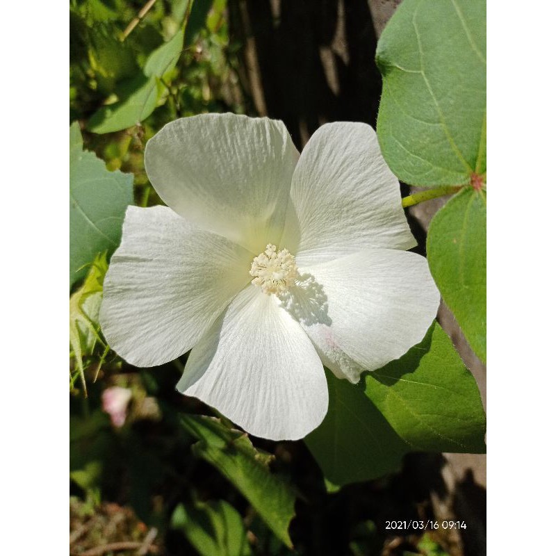 Benih Bibit Biji - Kapas Jepang Putih (Perdu) Japanese White Cotton Seeds