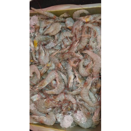 

udang sedang segar