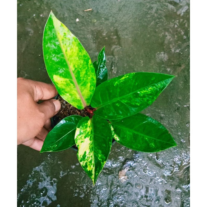 Anthurium Hokery Varigata Batang Merah