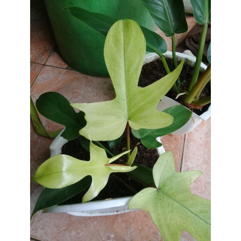 philodendron florida ghost / florida ghost / pihlo ghost