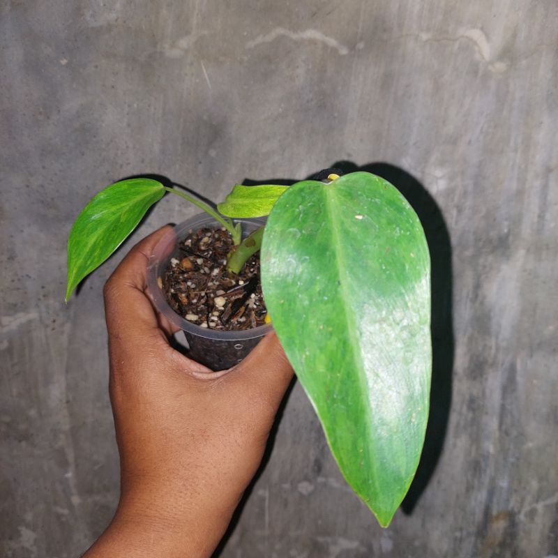 philodendron goldiana domesticum golden tanaman hias koleksi