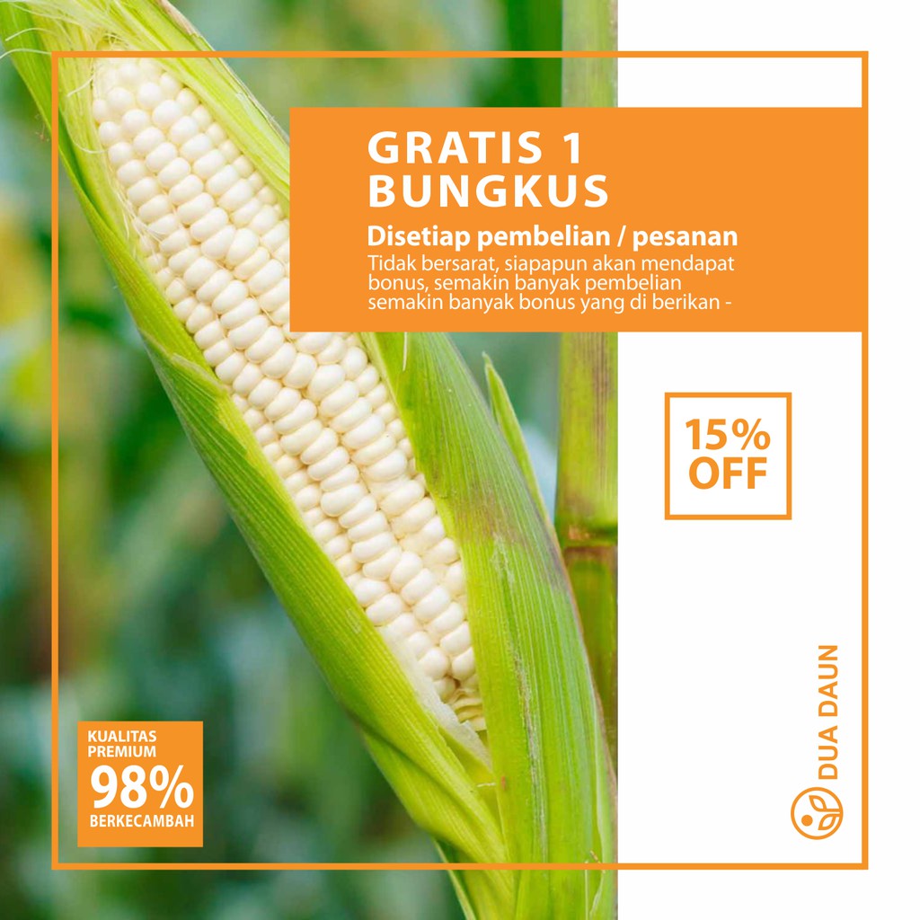10 Biji Benih Jagung Pulut Putih – Jagung Ketan Rasanya F1
