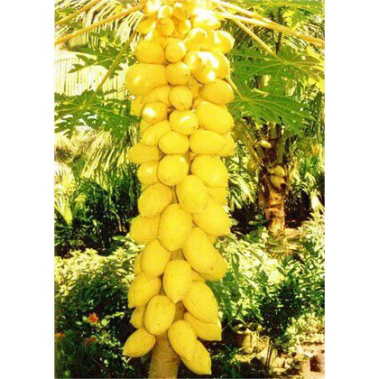 Benih Bibit Buah Golden Pepaya