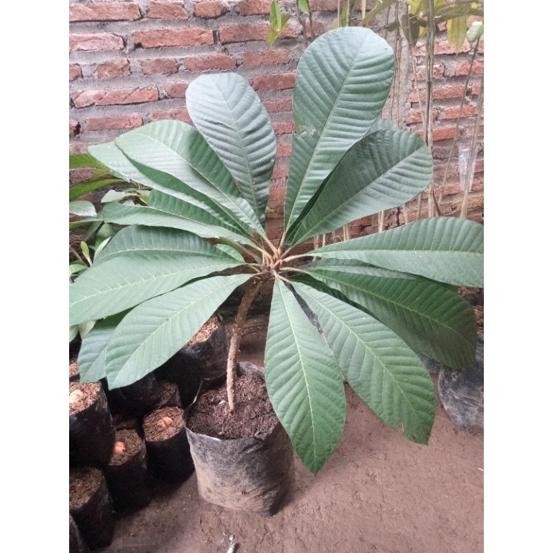 bibit mamey sapote cangkok