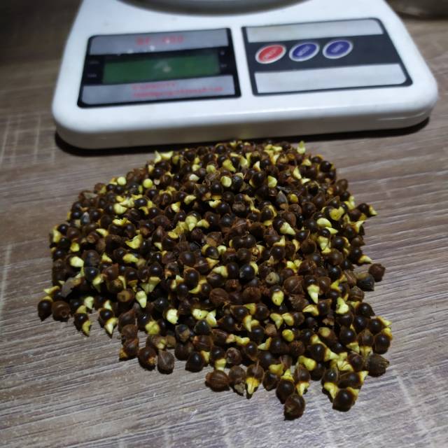 Biji gaharu unggul aq.malacensis tanpa kulit