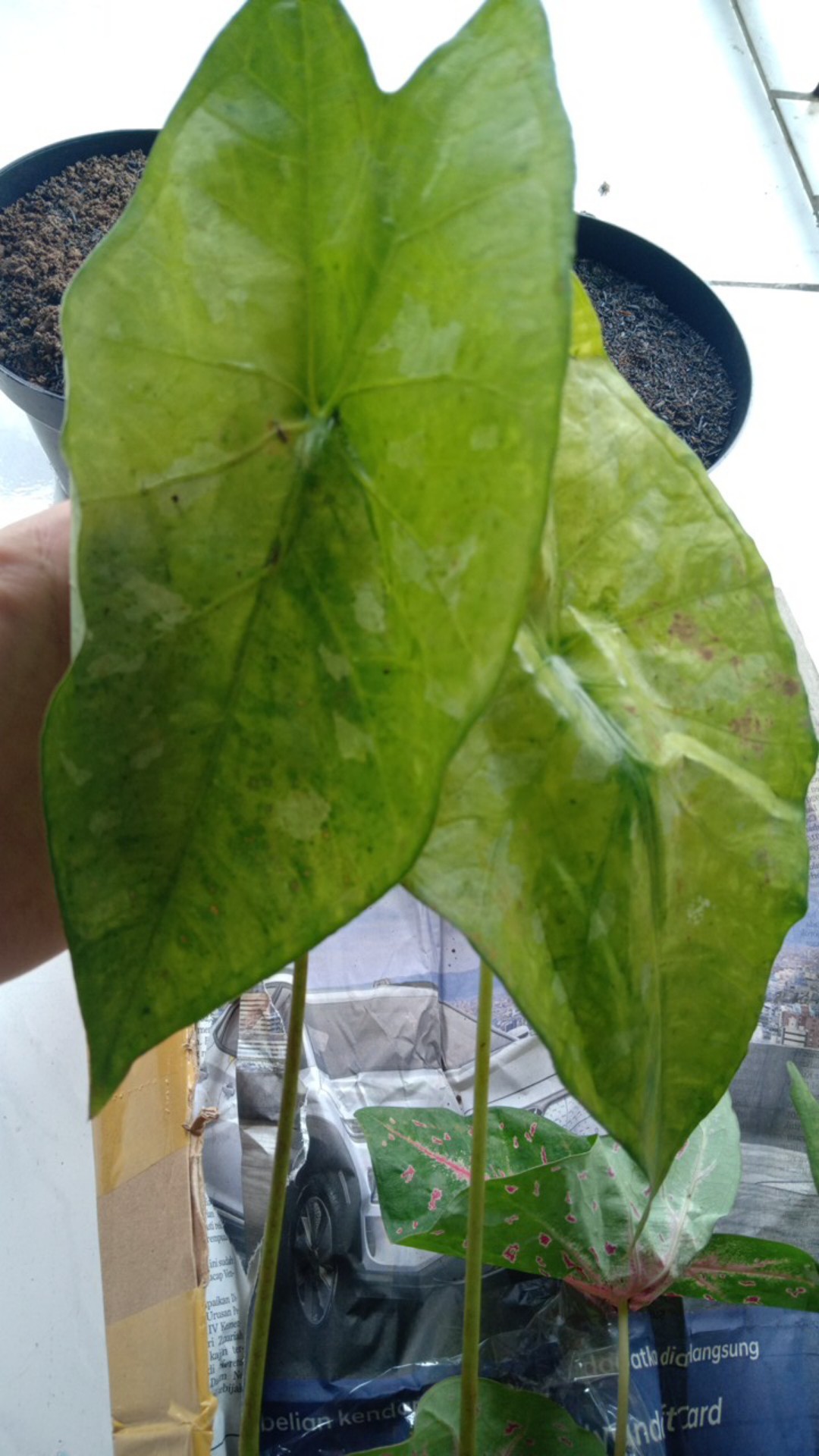 Tanaman Hias Keladi Army/caladium Army