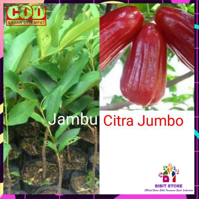 BIBIT JAMBU CITRA JUMBO