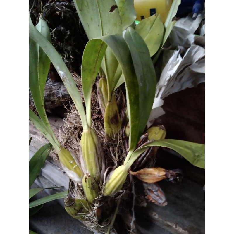 angrek grammatophyllum stapeliiflorum