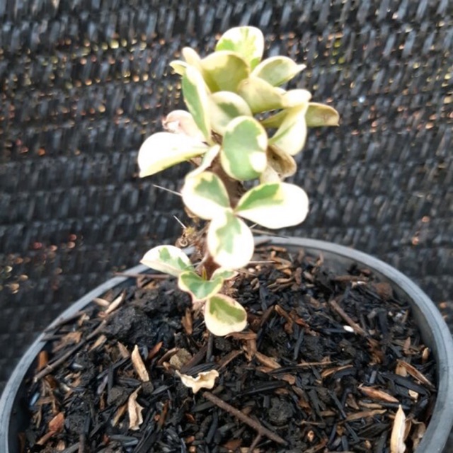 Euphorbia Mini Kembang Merah Varigata