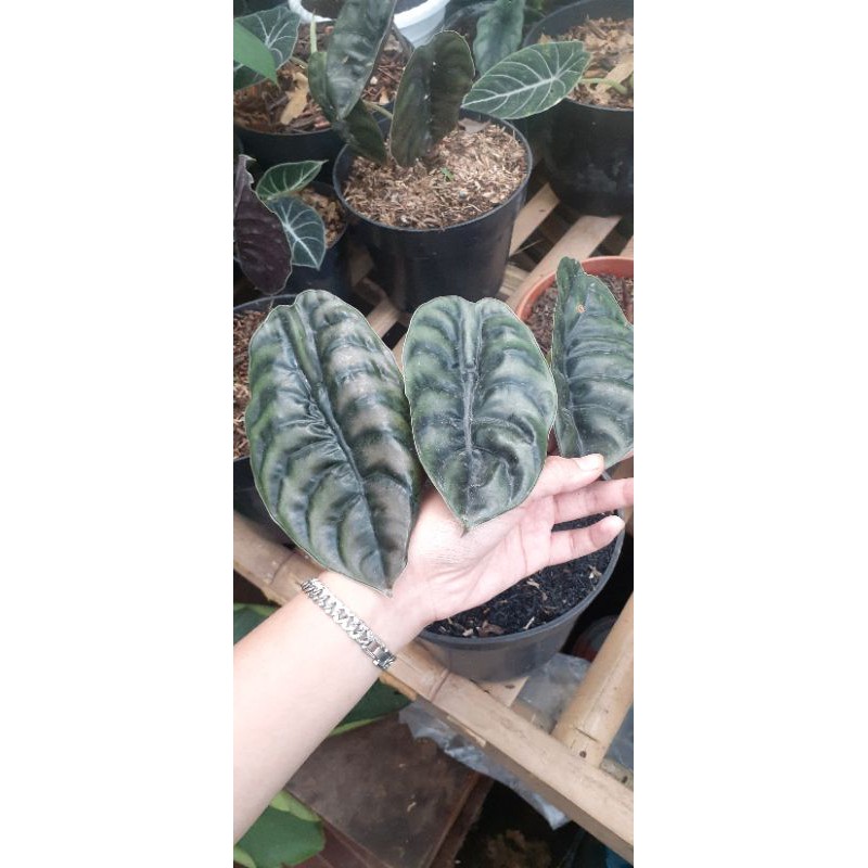alocasia cuprea / keladi tengkorak 3 daun besar