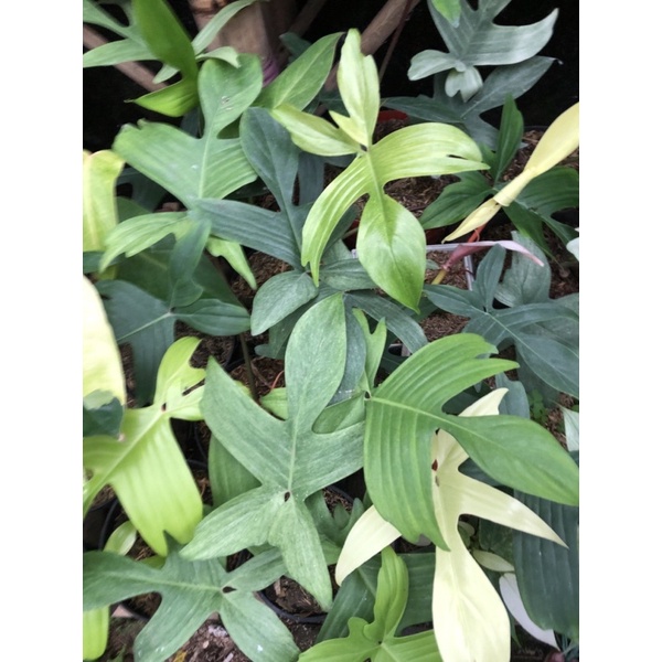 

florida ghost mint