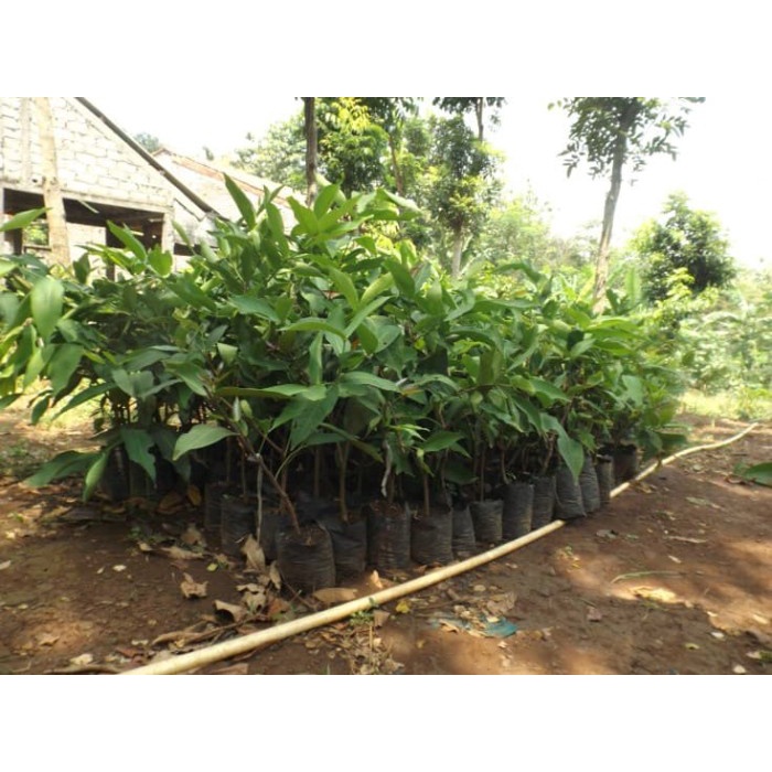 BIBIT TANAMAN BUAH JAMBU AIR MADU DELI MERAH