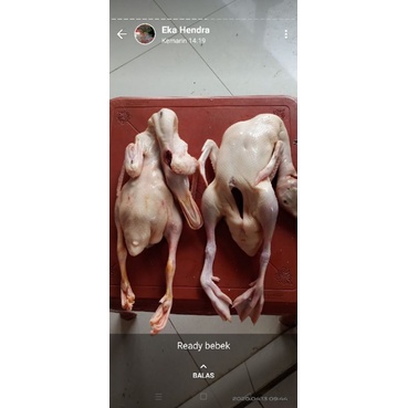 

Bebek Hibrida Fresh