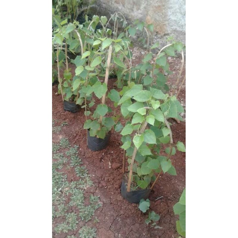 Pohin tumbergia - Tanaman rambat tumbergia
