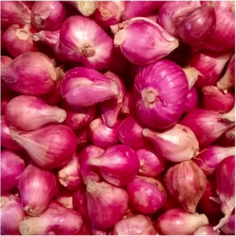 

bawang merah sumatera