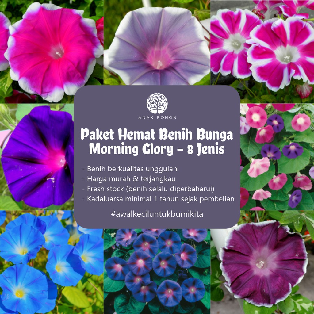 PAKET HEMAT - Benih Aneka Bunga Morning Glory 8 Varian Jenis Lengkap - Total 40 Biji