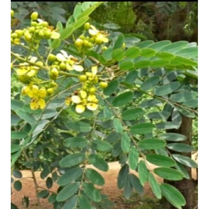 

250g Daun johar segar kaya vitaminya untk herbal