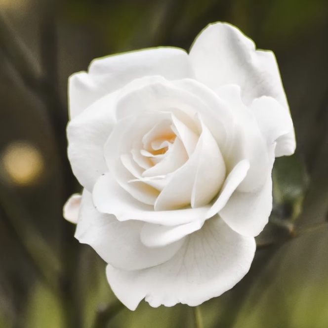 Tanaman mawar putih kampung (wangi)