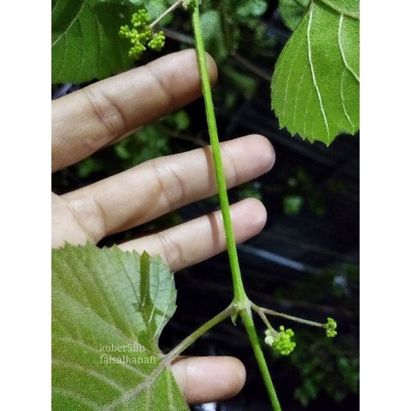 Bibit anggur jenis Kober 5BB (rootstock)