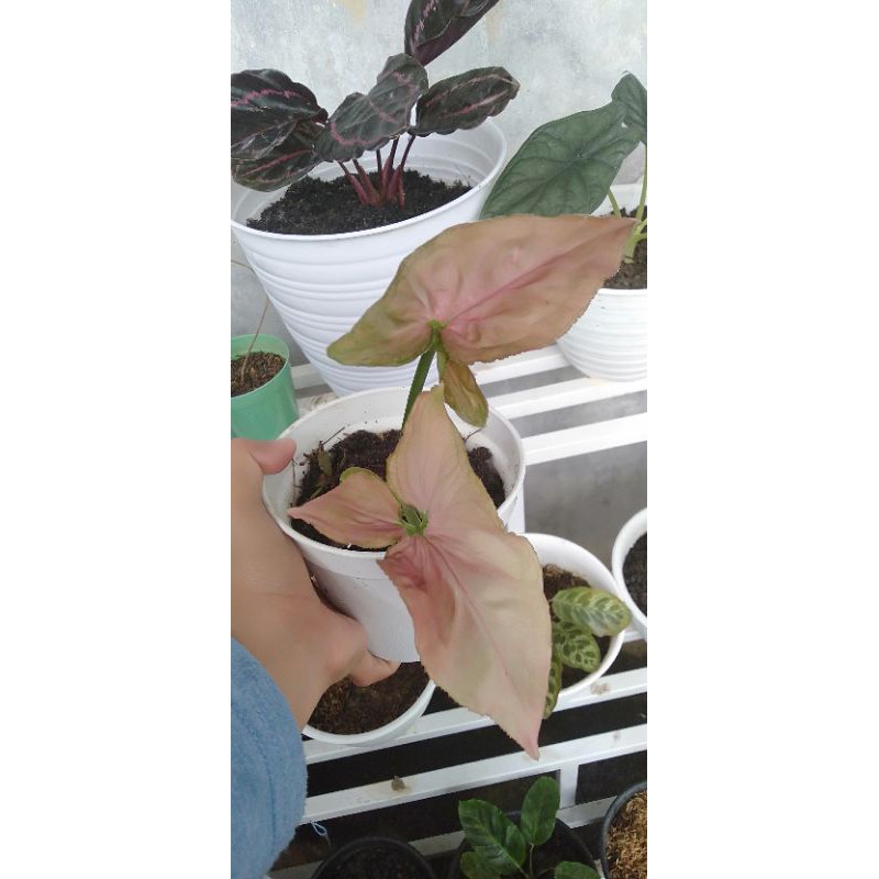 

singonium pink perfection pita