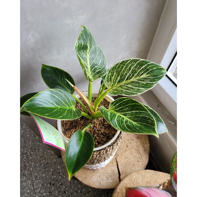 philodendron birkin