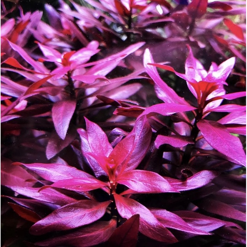 Ludwigia glandulosa ( tanaman aquascape )